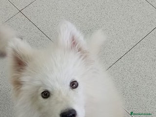 Samoyedo perros - Anuncio 2