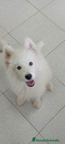 Samoyedo perros - Anuncio 2