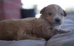 Maltipoo perros en venta: 🐾 Kepi y Harry – Maltipoo en sus primeros días ☁️ - Imagen 5