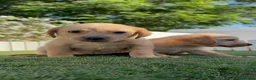 Labrador Retriever perros en venta: LABRADOR RETRIEVER  - Anuncio 6