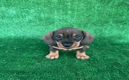 Teckel perros en venta: Teckel  - Imagen 2