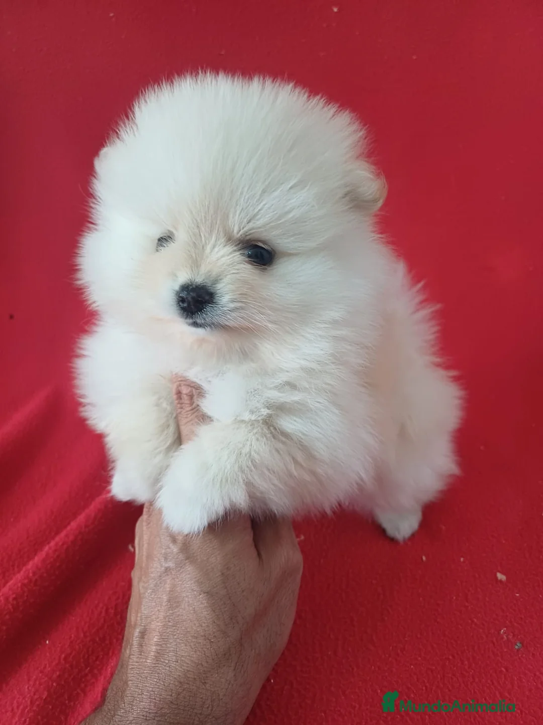 Pomerania perros en venta: Pomerania Mini  - Anuncio 1