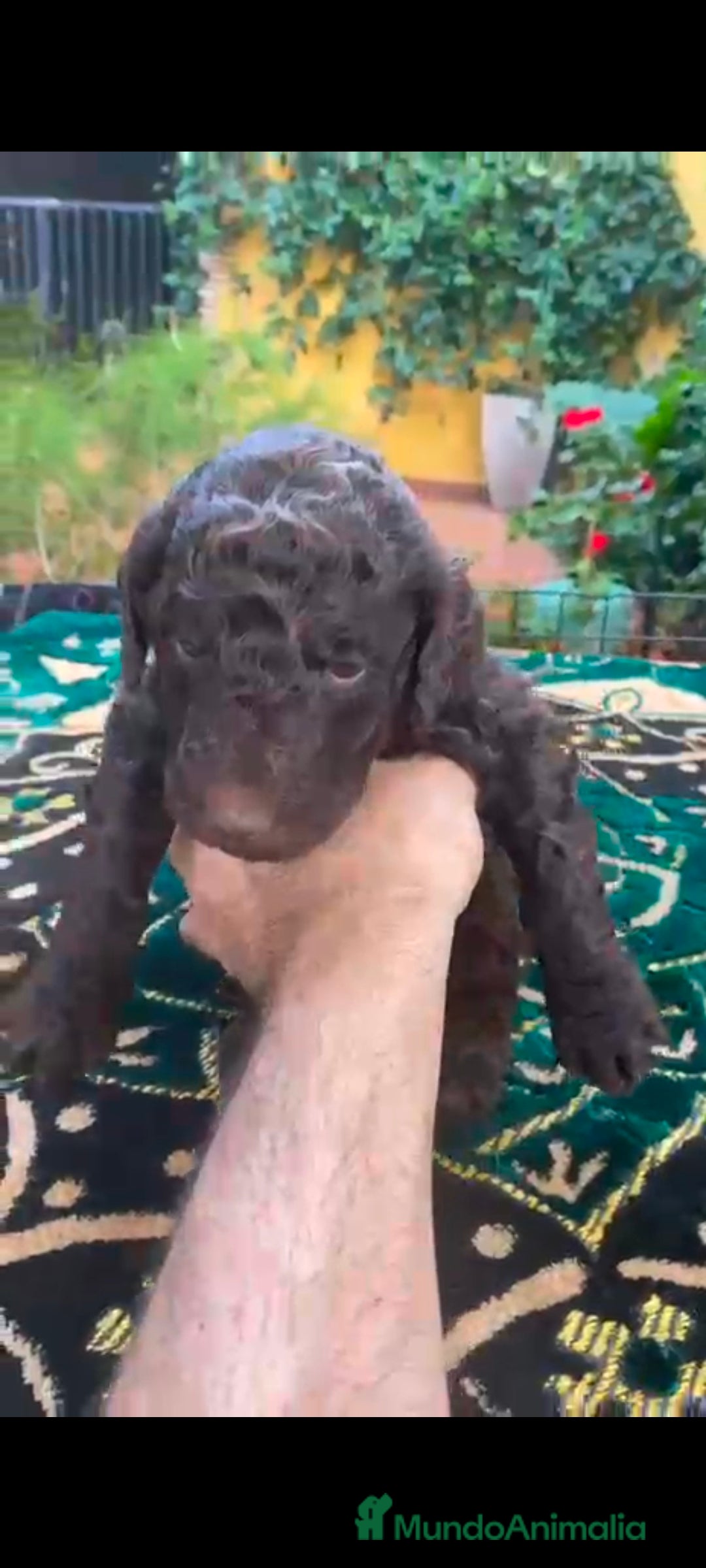 Caniche Gigante perros en venta: Caniche gigante machos  - Anuncio 1