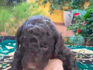 Caniche Gigante perros Caniche gigante machos - Anuncio 1