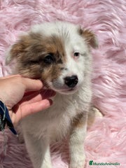 Border Collie Cachorro 5