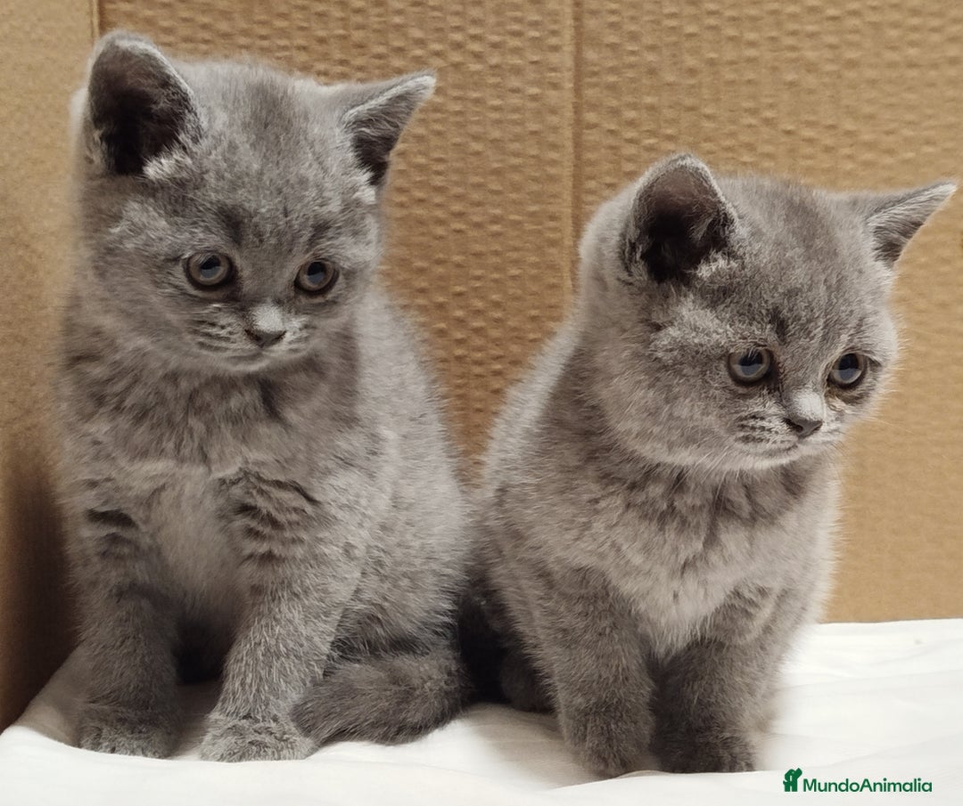Británico de Pelo Corto Azul gatos en venta: British Shorthair Preciosas - Anuncio 5