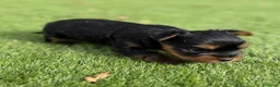 Yorkshire Terrier perros en venta: CRIADERO DE YORKSHIRE  - Anuncio 2