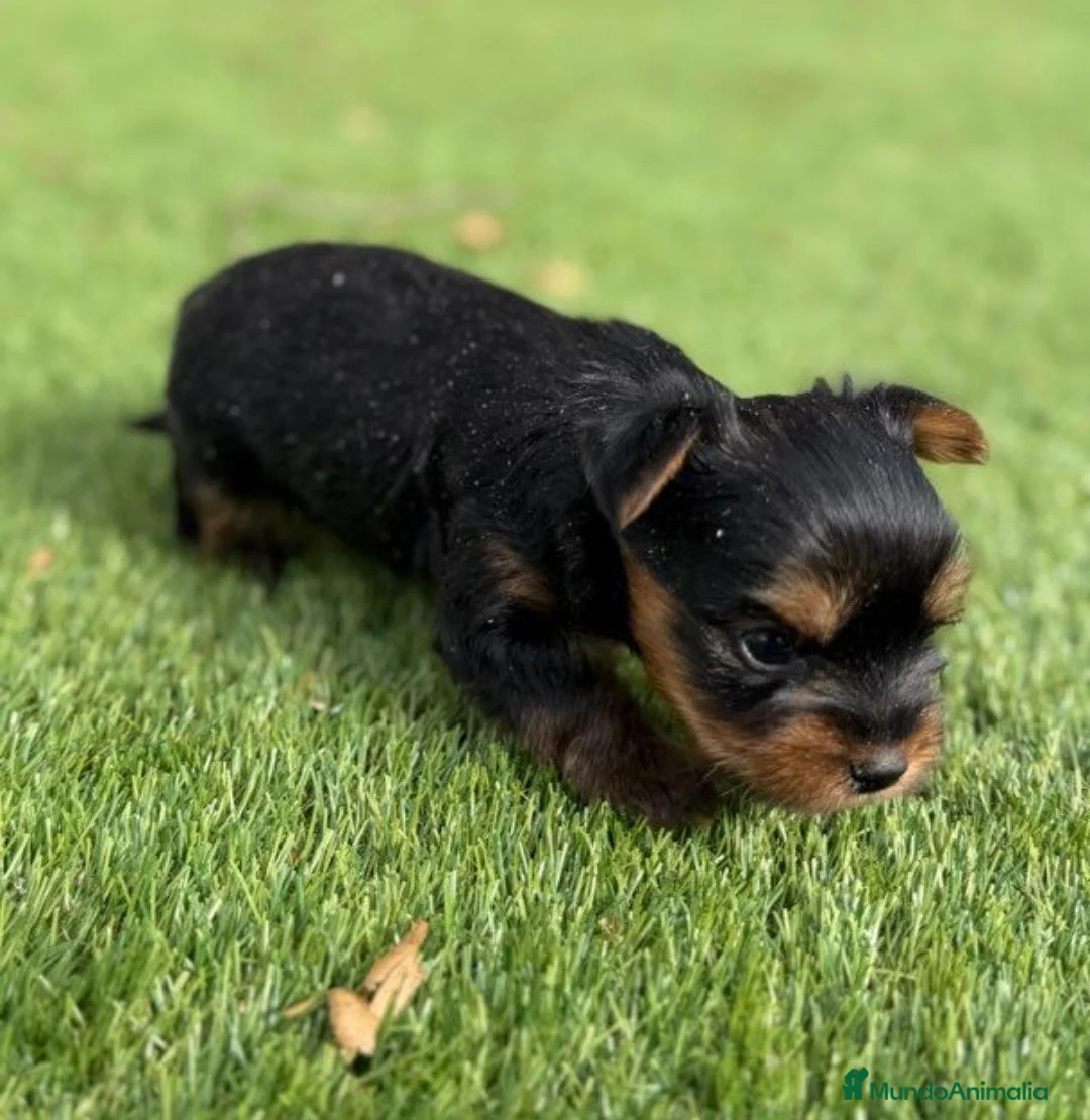 Yorkshire Terrier perros en venta: CRIADERO DE YORKSHIRE  - Anuncio 2