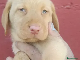 Labrador Retriever perros Hembra de labrador retriever dorada - Anuncio 5