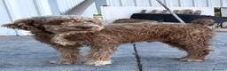 Perro de Agua Español perros en venta: Perro de Agua - Anuncio 14