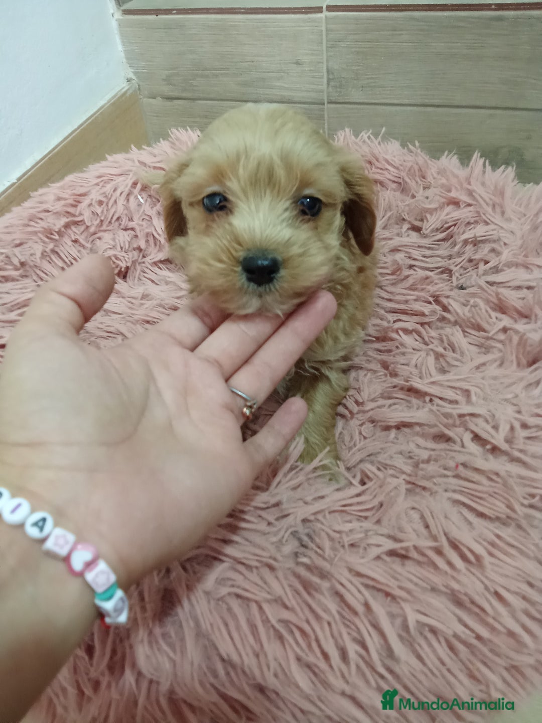 Maltipoo perros en venta: Precioso maltipoo - Anuncio 1