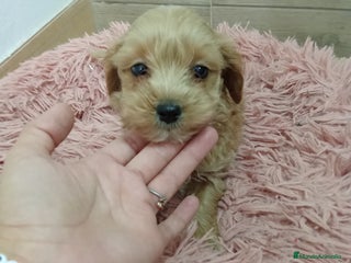 Maltipoo perros Precioso maltipoo - Anuncio 1