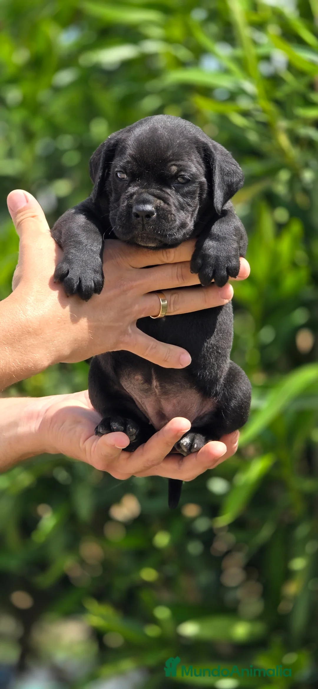 Cane Corso perros en venta: Cachorros de Cane Corso - Anuncio 2