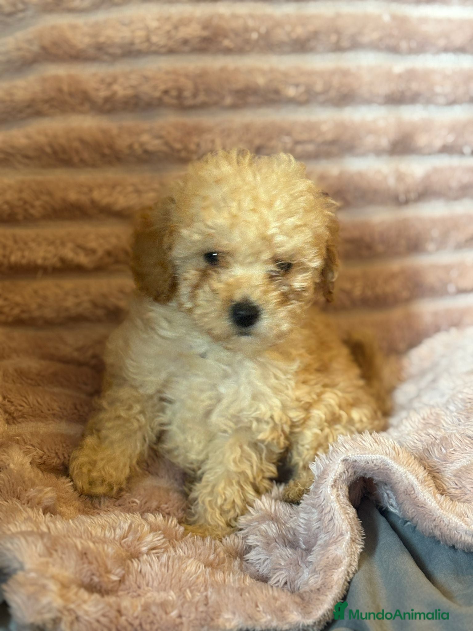 Caniche Toy perros en venta: Últimos machitos caniche toy apricot  - Anuncio 5