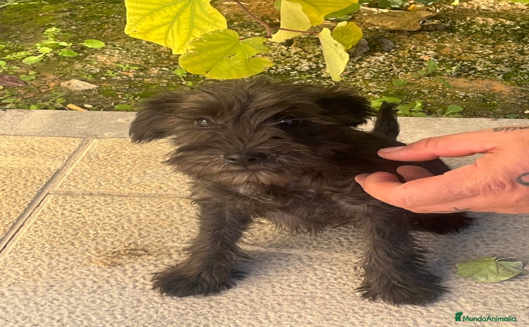 Schnauzer Miniatura perros Schnuzer min - Anuncio 3