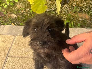 Schnauzer Miniatura perros Schnuzer min - Anuncio 9