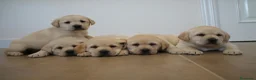 Labrador Retriever perros en venta: LABRADOR RETRIEVER - Anuncio 9