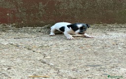 Jack Russell Terrier perros en venta: Nueva camada Jack Russell  - Imagen 9
