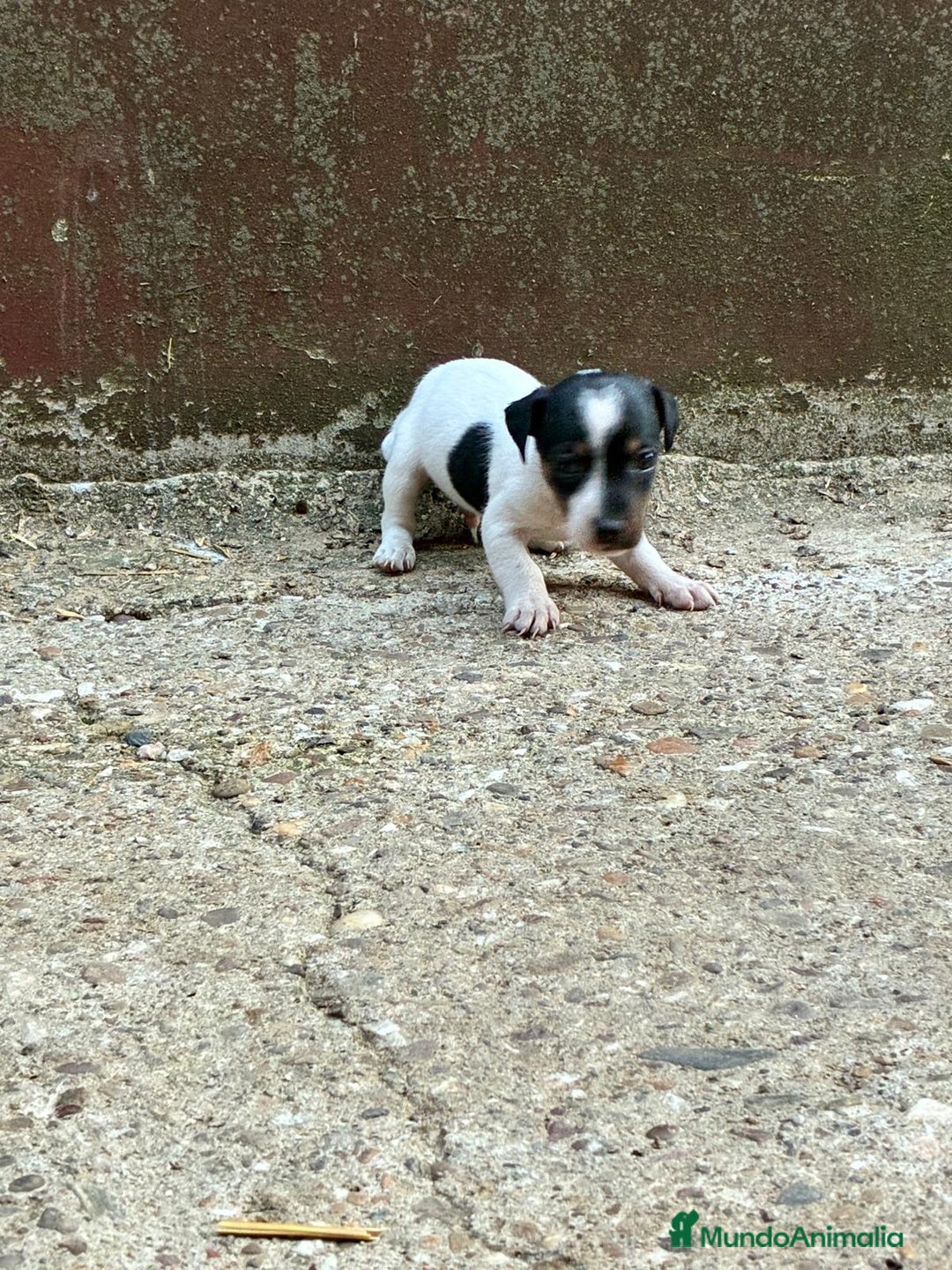 Jack Russell Terrier perros en venta: Nueva camada Jack Russell  - Imagen 9