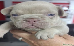 Bulldog Francés perros en venta: Fluffys y exóticos bulldog impresionantes  - Imagen 1