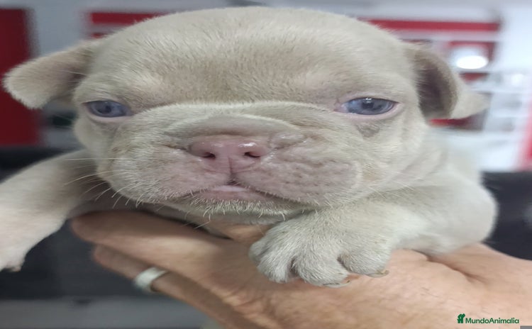 Bulldog Francés perros - Anuncio 5