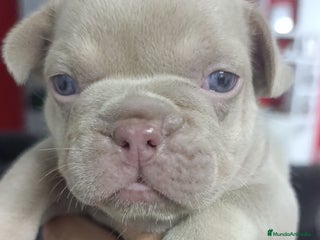 Bulldog Francés perros - Anuncio 7