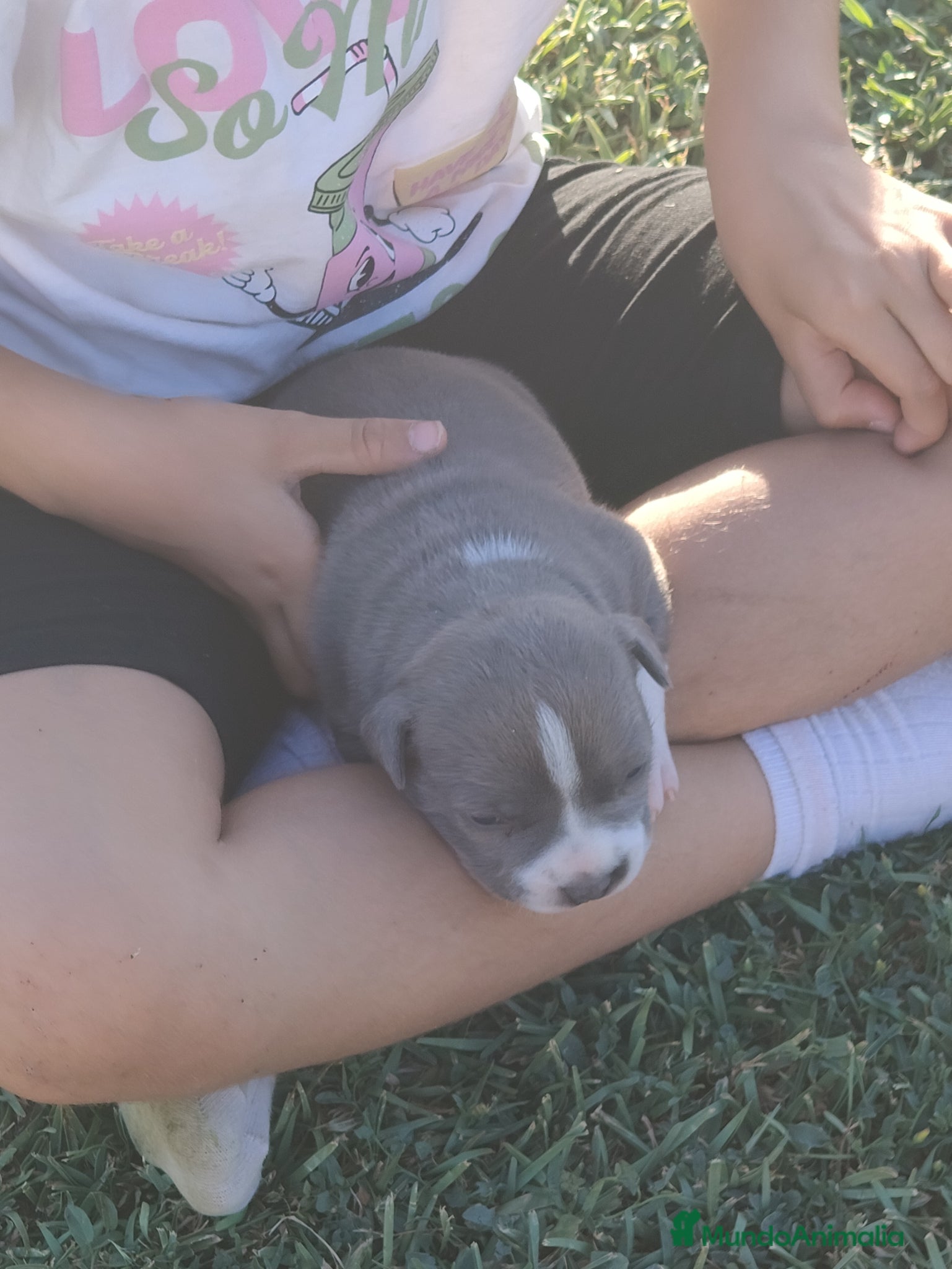 American Staffordshire-Terrier perros en venta: PEDIGREE AMERICAN STAFFORDSHIRE TERRIER BLUE  - Anuncio 15
