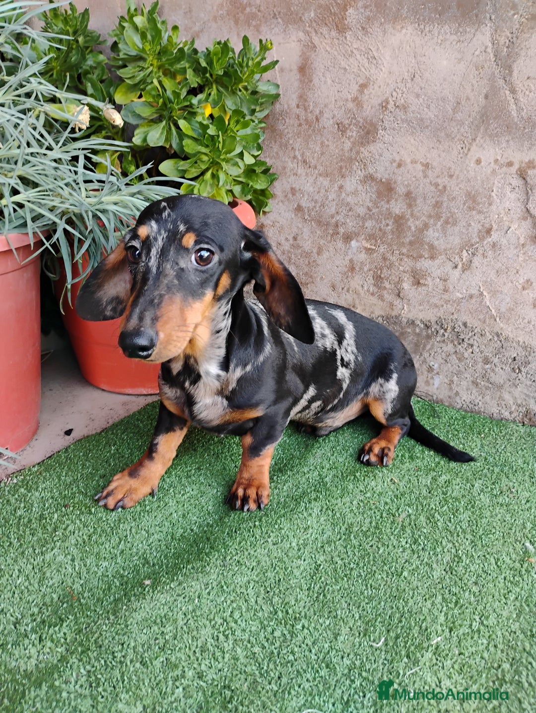 Teckel perros en venta: Cachorro macho teckel arlequín plata  - Anuncio 2