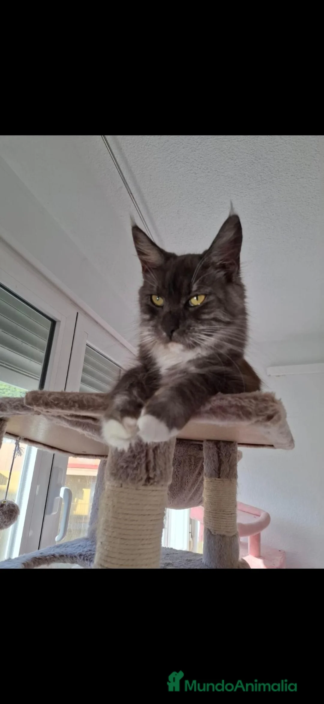 Maine Coon gatos en venta: Maine coon - Anuncio 2