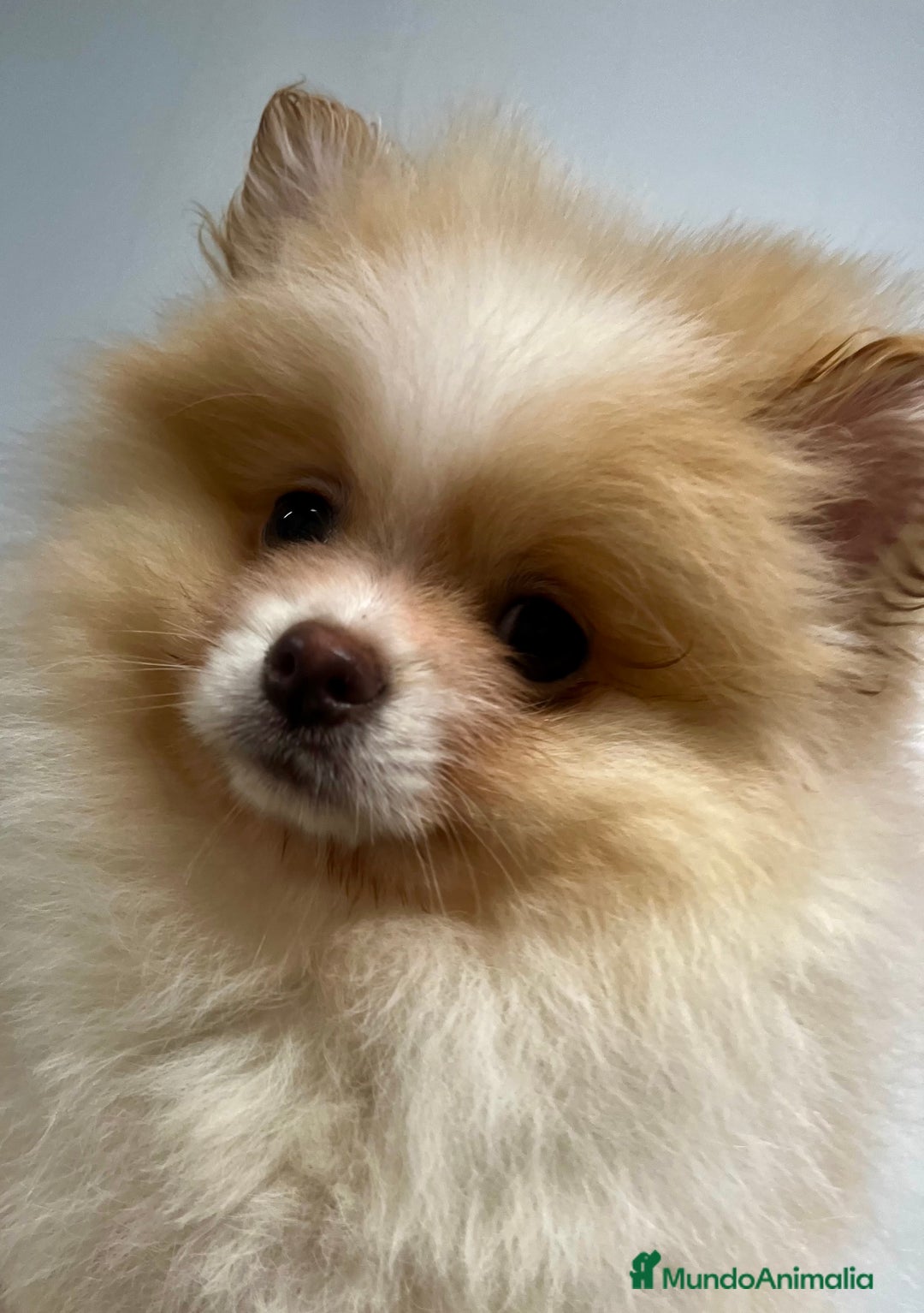Pomerania perros en venta: Pomerania - Anuncio 4