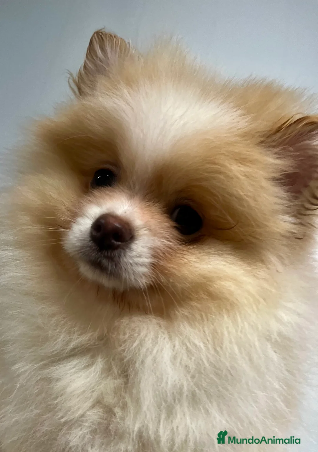 Pomerania perros en venta: Pomerania - Anuncio 6