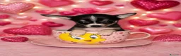 Chihuahua perros en venta: Impresionante hembra de chihuahua toy - Anuncio 1