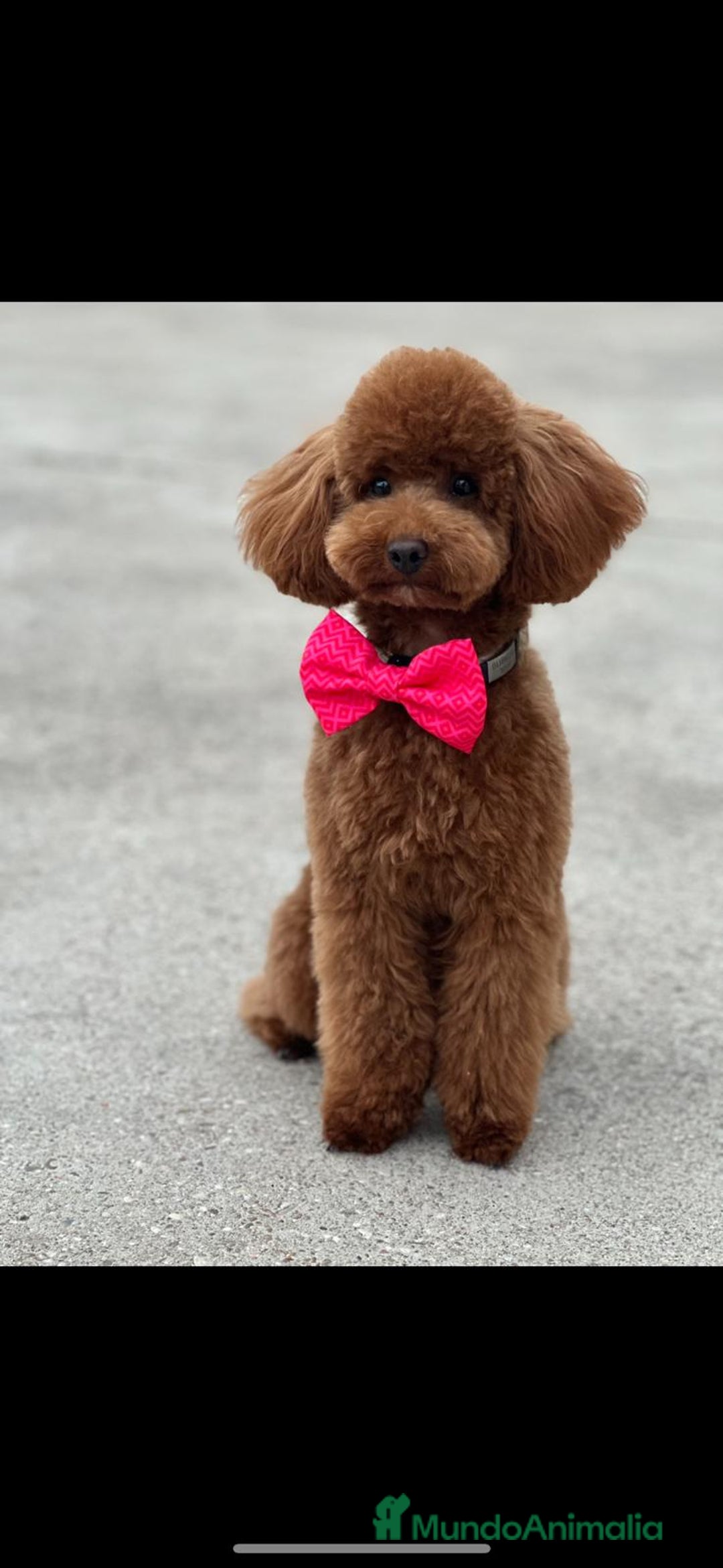 Caniche Toy perros en venta: Preciosos cachorros caniche Toy Rojo  - Anuncio 2