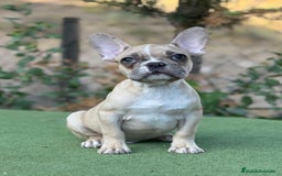 Bulldog Francés perros en venta: Bulldog francés crema arena macho precioso - Imagen 2