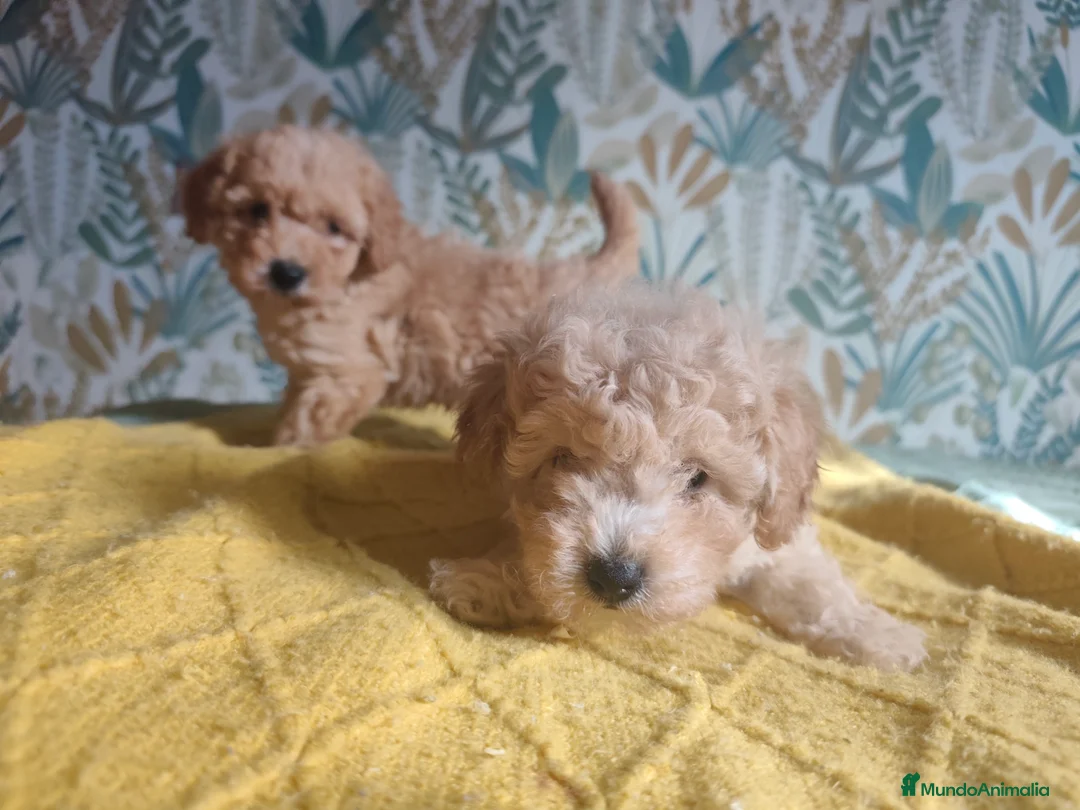 Caniche Toy perros en venta: Toy 💛💛💛 - Anuncio 6