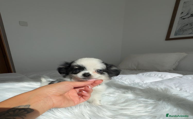 Chihuahua perros - Anuncio 2