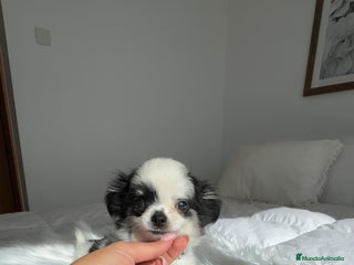 Chihuahua perros - Anuncio 1