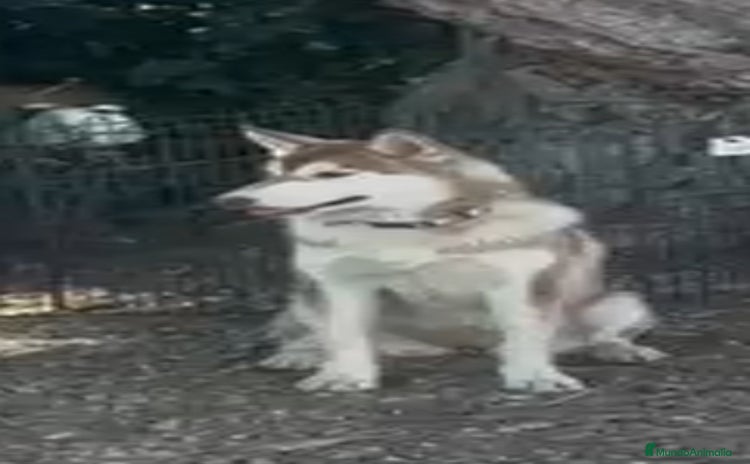 Husky Siberiano perros - Anuncio 1