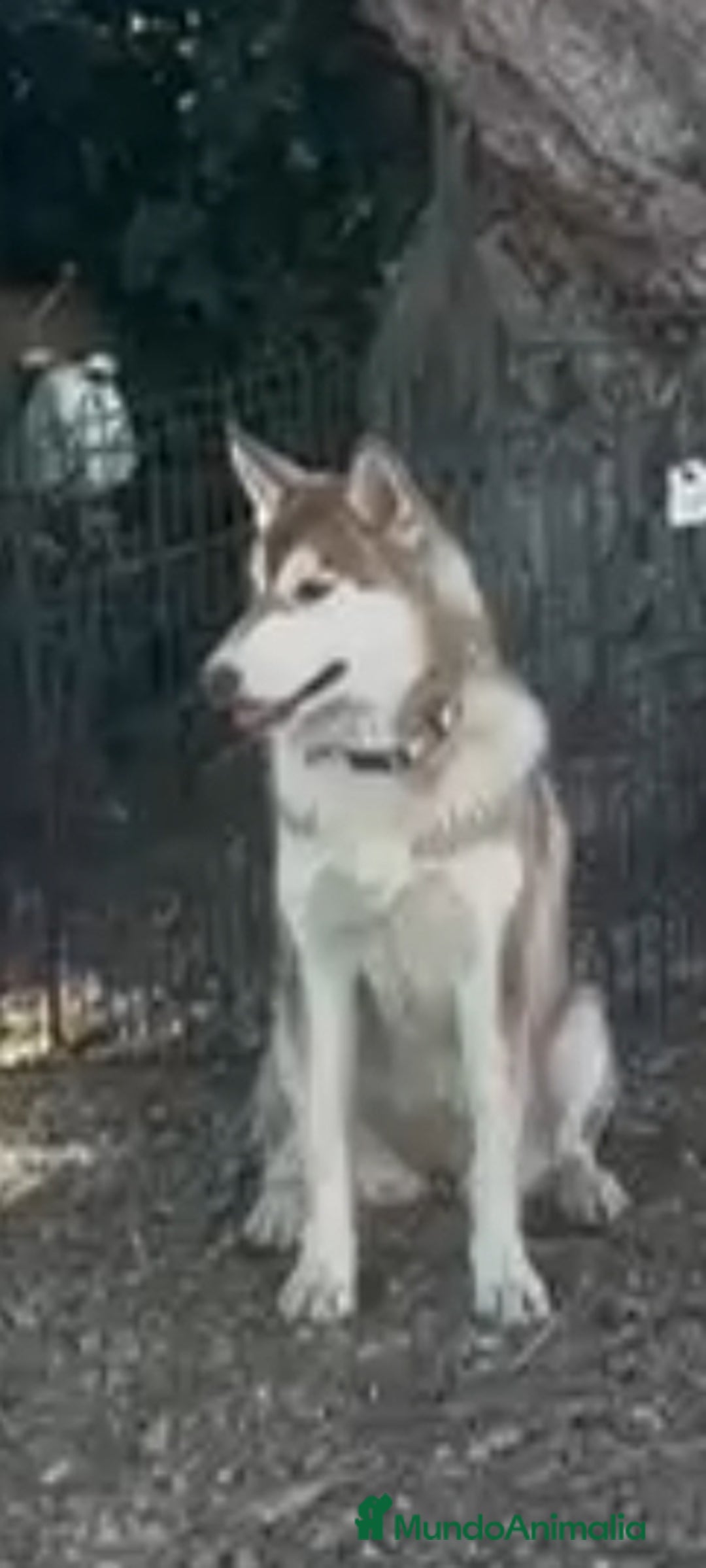 Husky Siberiano perros en venta: Husky hembra - Imagen 1