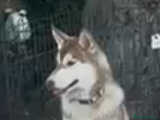 Husky Siberiano perros - Anuncio 30