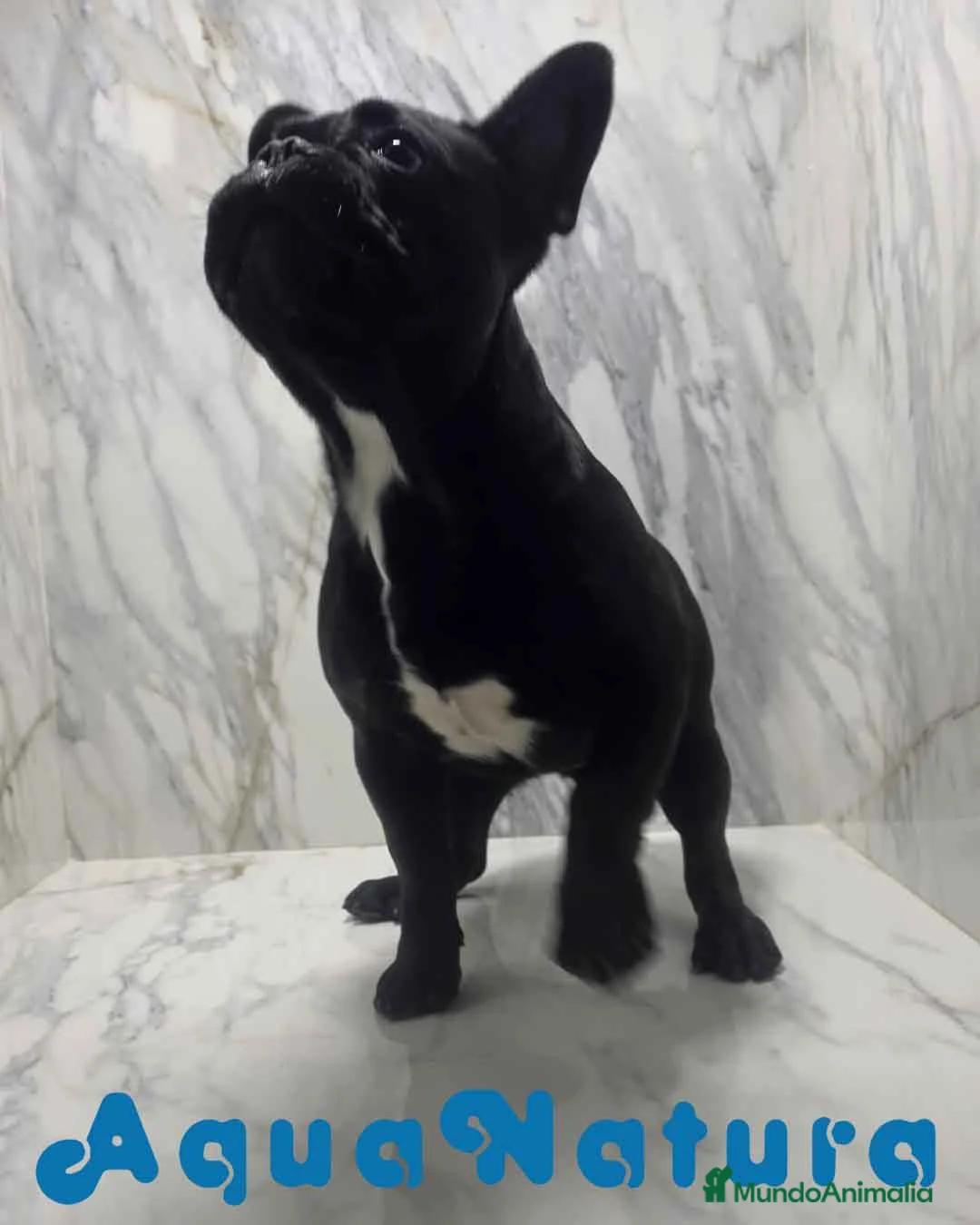 Bulldog Francés perros en venta: Bulldog Frances Macho 2434 AQUANATURA - Anuncio 5