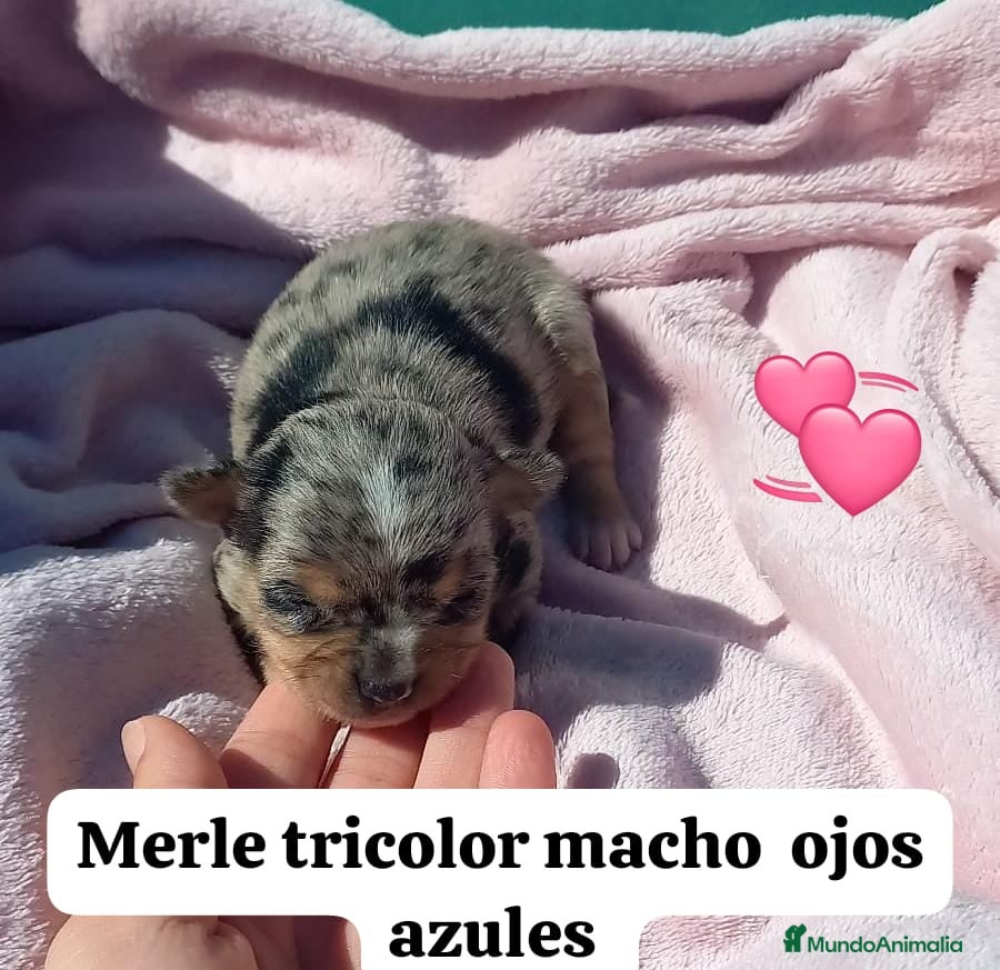 Chihuahua perros Pareja macho Merle y hembra dorada  - Anuncio 13