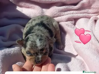 Chihuahua perros Pareja macho Merle y hembra dorada - Anuncio 13