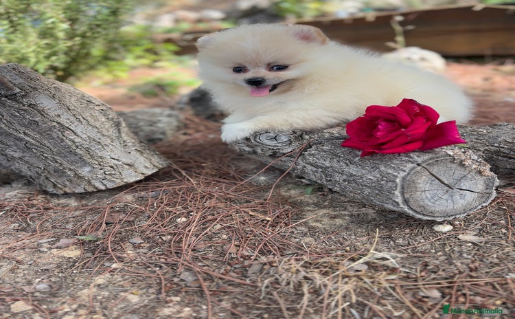 Pomerania perros - Anuncio 16
