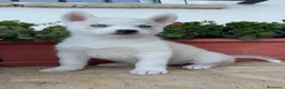 Husky Siberiano perros en venta: HUSKY SIBERIANO - HEMBRAS - Anuncio 1