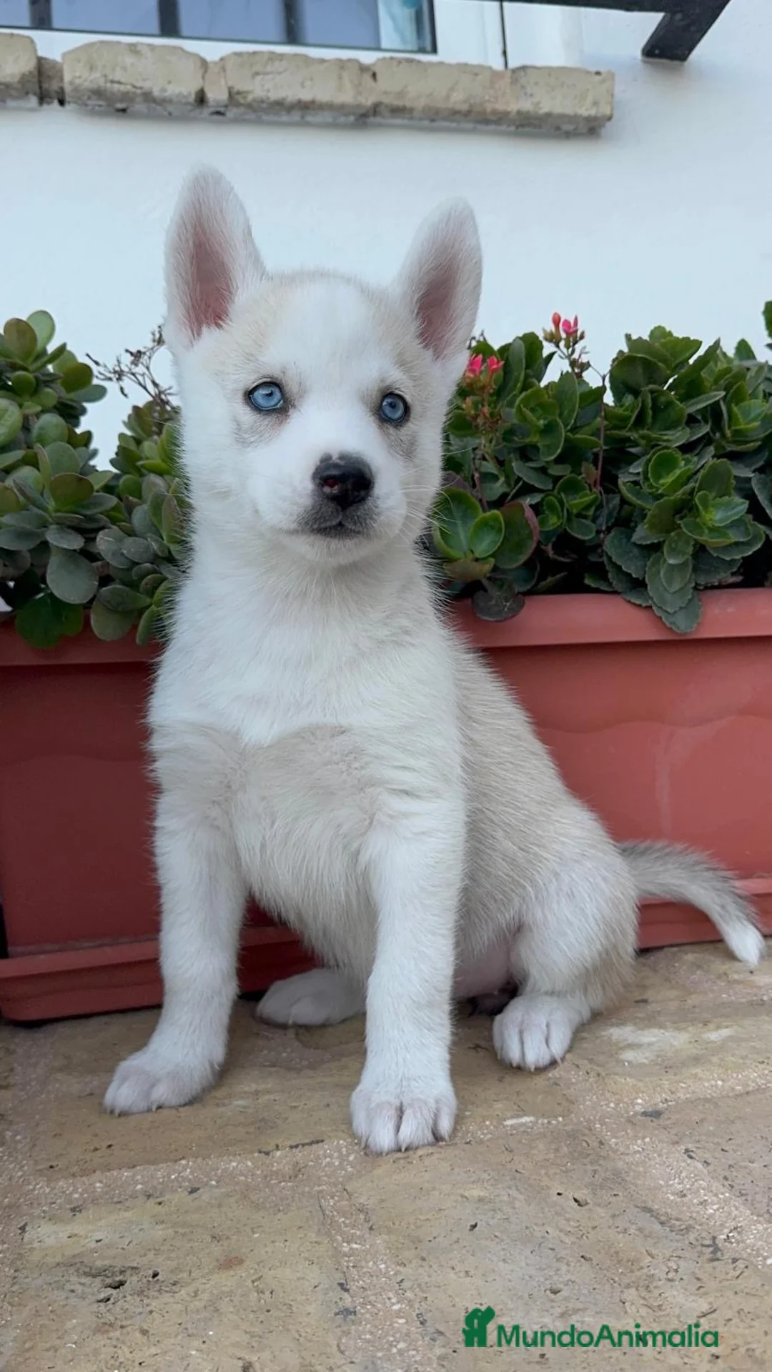 Husky Siberiano perros en venta: HUSKY SIBERIANO - HEMBRAS - Anuncio 1