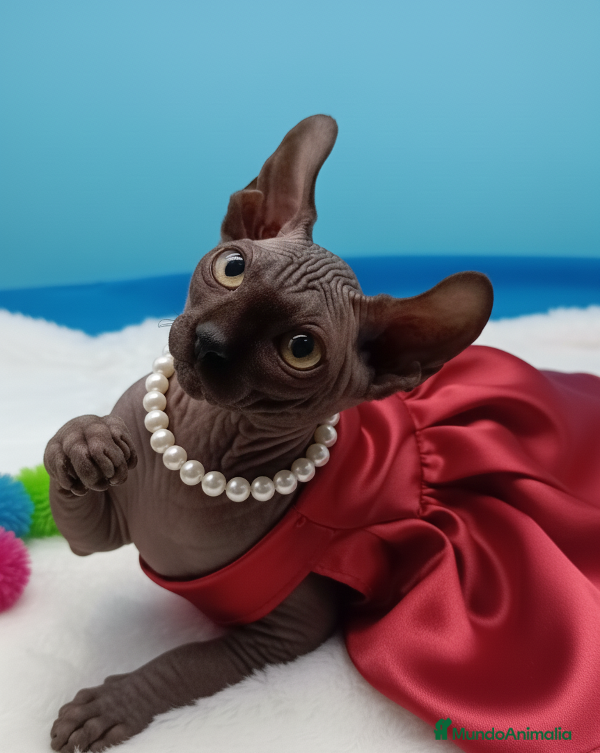 Sphynx gatos Gatitos Egipcios  - Anuncio 2