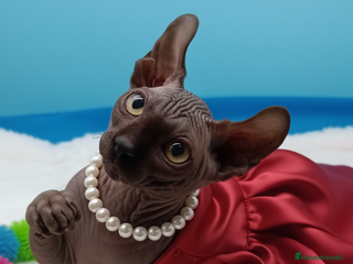 Sphynx gatos Gatitos Egipcios - Anuncio 2