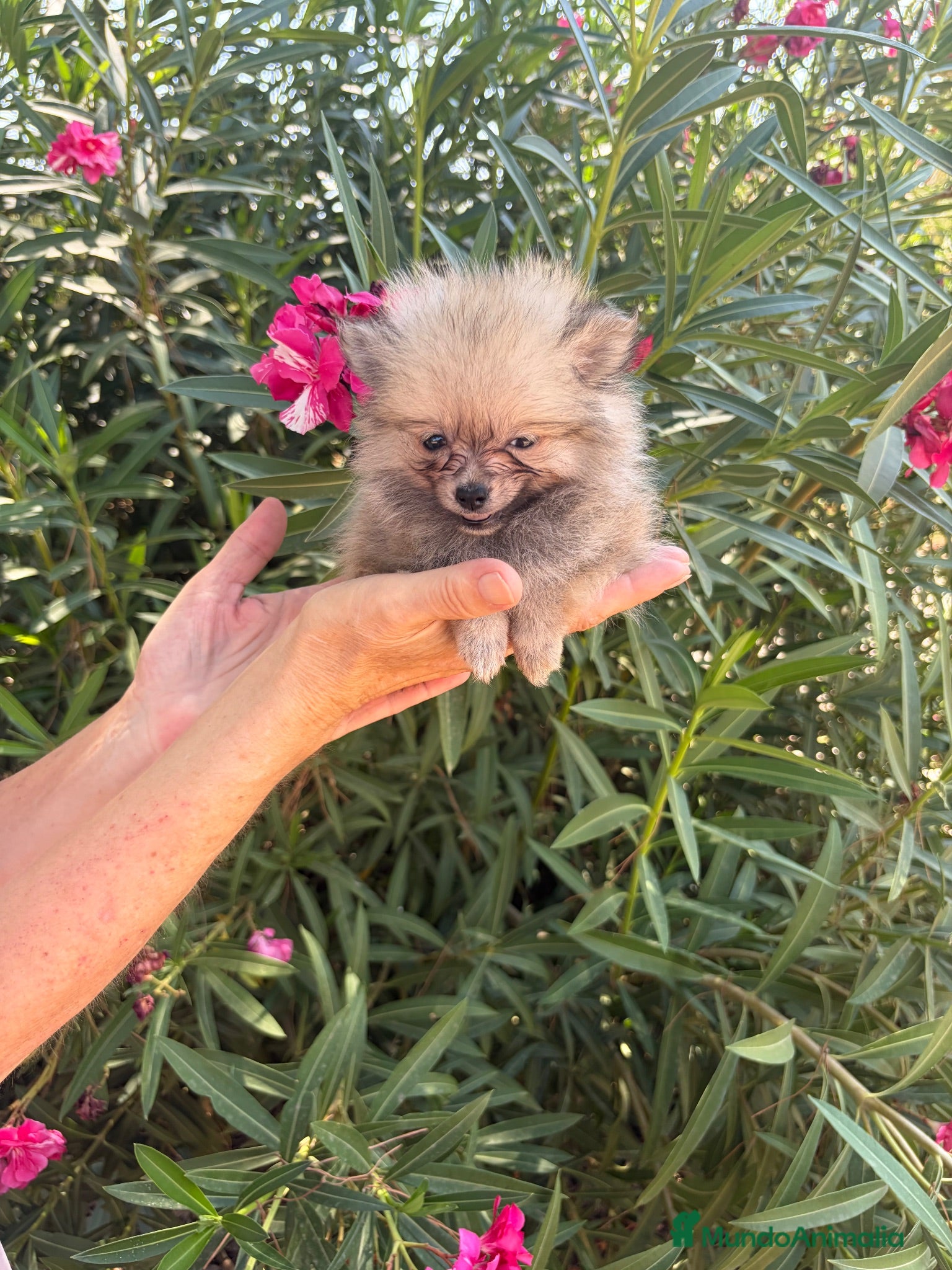 Pomerania perros Pomerania mini toy  - Anuncio 4