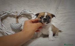 Chihuahua perros en venta: Perro Chihuahua  - Imagen 5